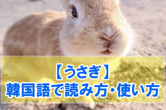 「うさぎ」は韓国語で「토끼」！読み方と擬音の「ぴょんぴょん」の言い方も解説